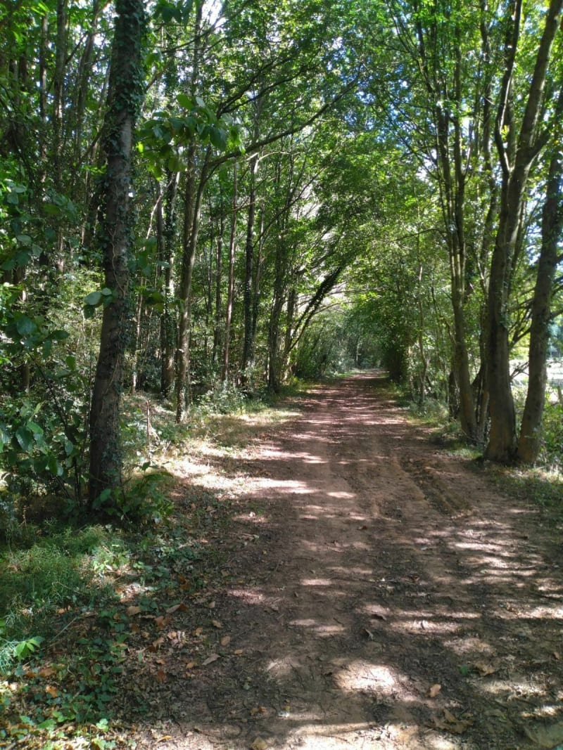 Entre bois et motte féodale à Cernusson - Cernusson