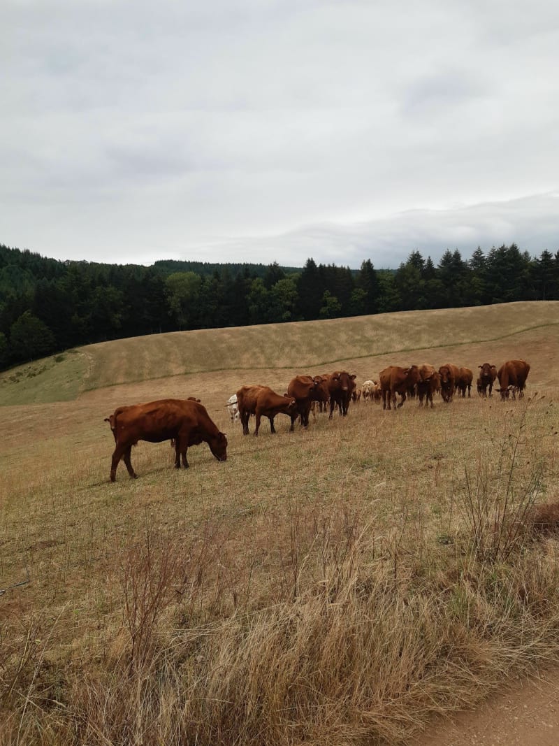 Balade familiale à Calvinet - Puycapel