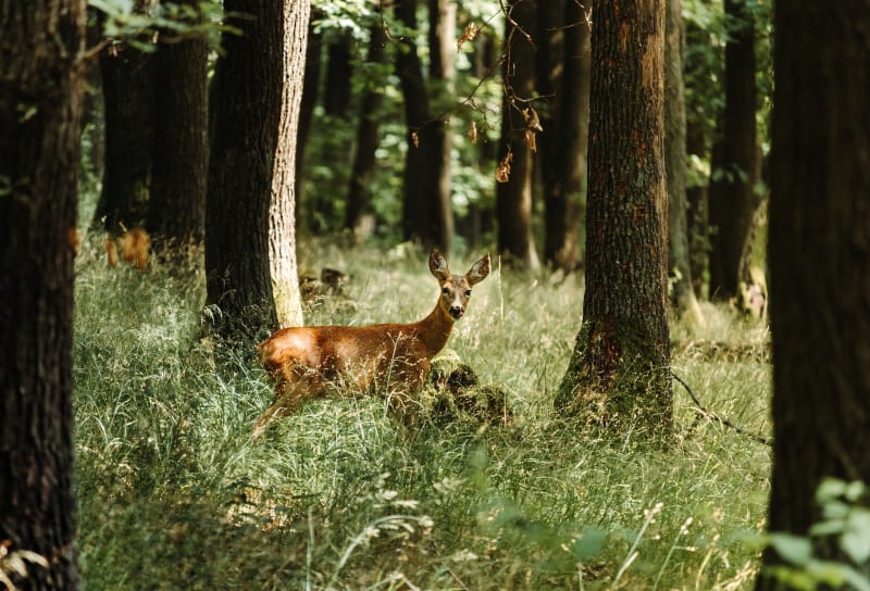 Boucle en forêt à Blainville-sur-l'Eau - Blainville-sur-l'Eau