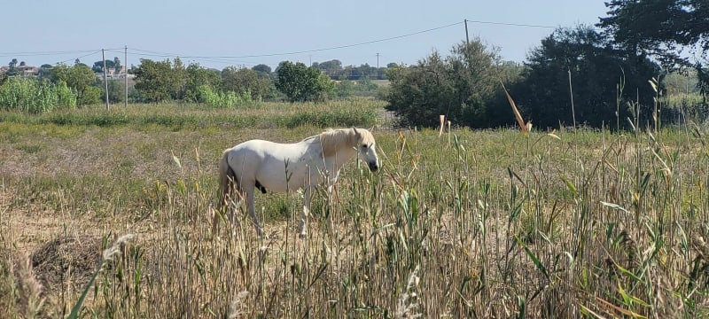 Portiragne - plage et campagne - Portiragnes