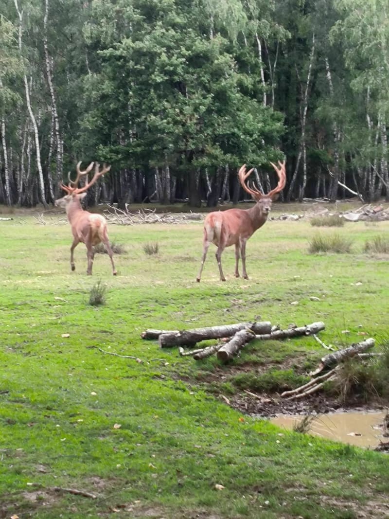 Rencontrer des Cerfs / Forêt sauvage de l'espace Rambouillet - Sonchamp