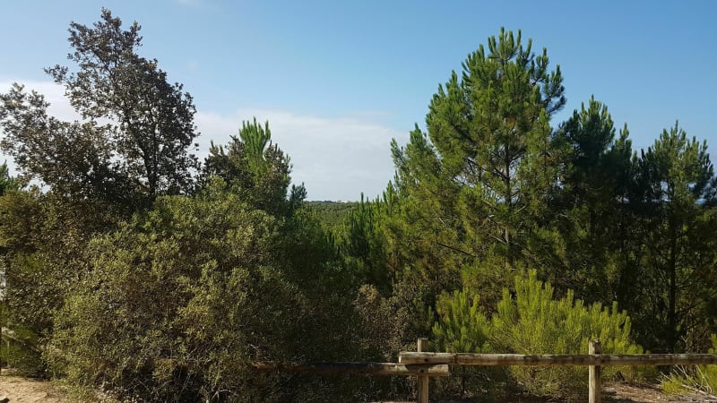 Entre marais et forêts à Sion sur Océan - Saint-Hilaire-de-Riez