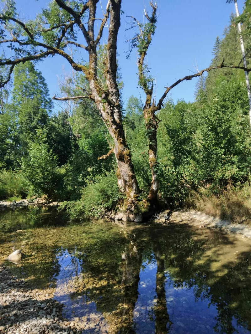 Au bord de la Valserine par le Moulin Neuf - Lélex