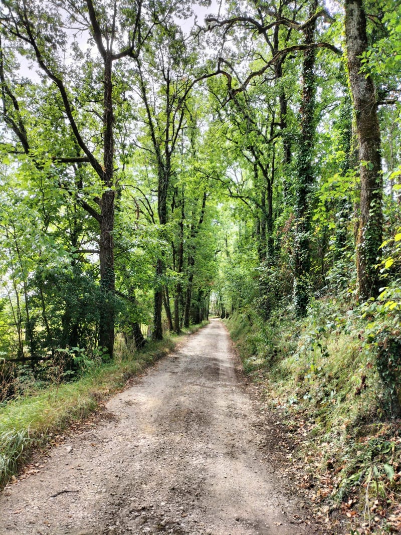 Parcours dans les bois aux alentours de Bouniagues - Bouniagues