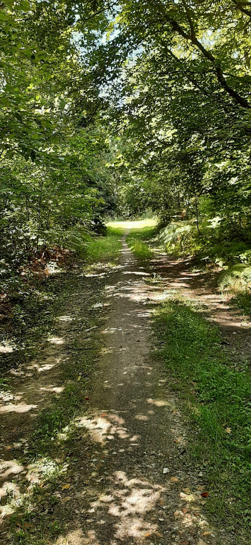 Balade en forêt Rouvray la Londe - Le Grand-Quevilly