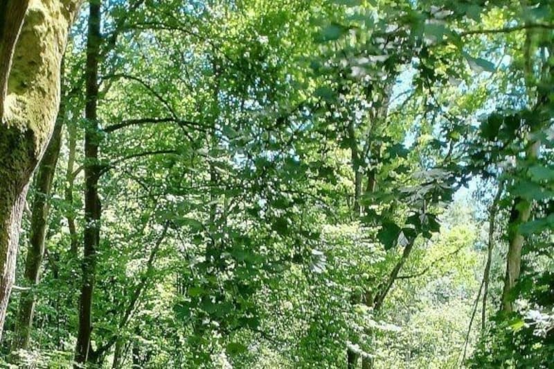 Le bois de la Breteque Écalles-Alix - Écalles-Alix