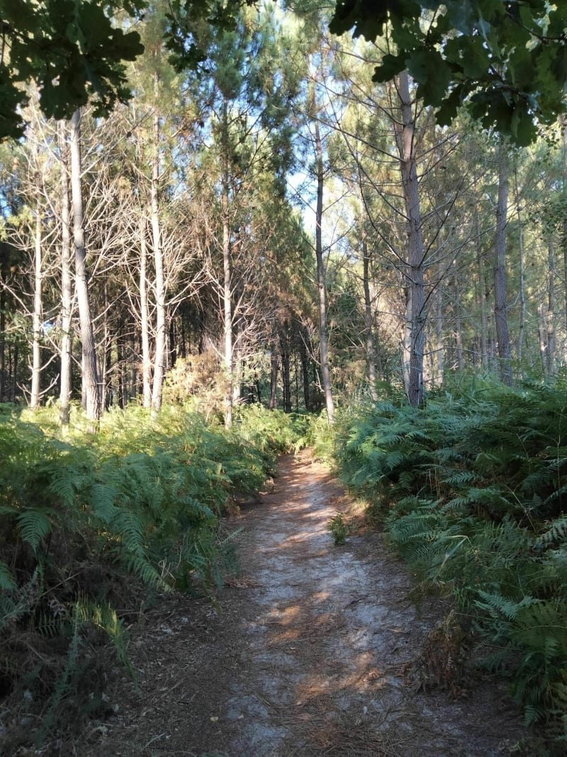 En forêt le long du lac de Sanguinet - Sanguinet