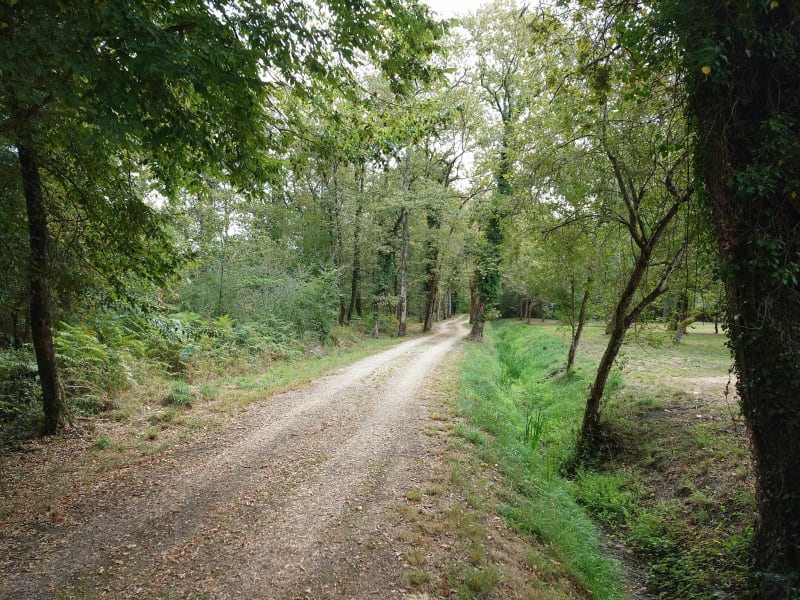 De Saint Selve à Landiras par les pare-feux - Saint-Selve