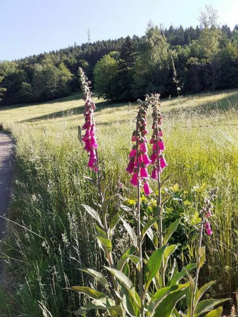 Boucle à partir du centre de Plainfaing par Barançon - Plainfaing