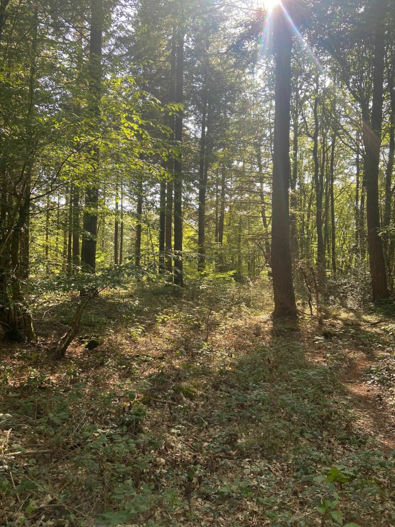 Le Perche entre forêt et champs - Senonches