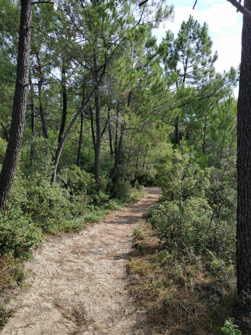 Trail entre forêt et océan à Saint-Hilaire-de-Riez - Saint-Hilaire-de-Riez