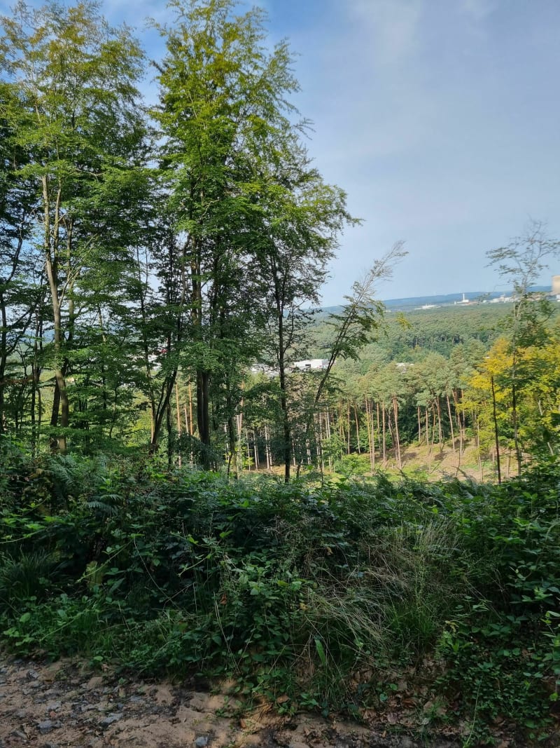 Balade autour du parc de la Bisten - Ham-sous-Varsberg