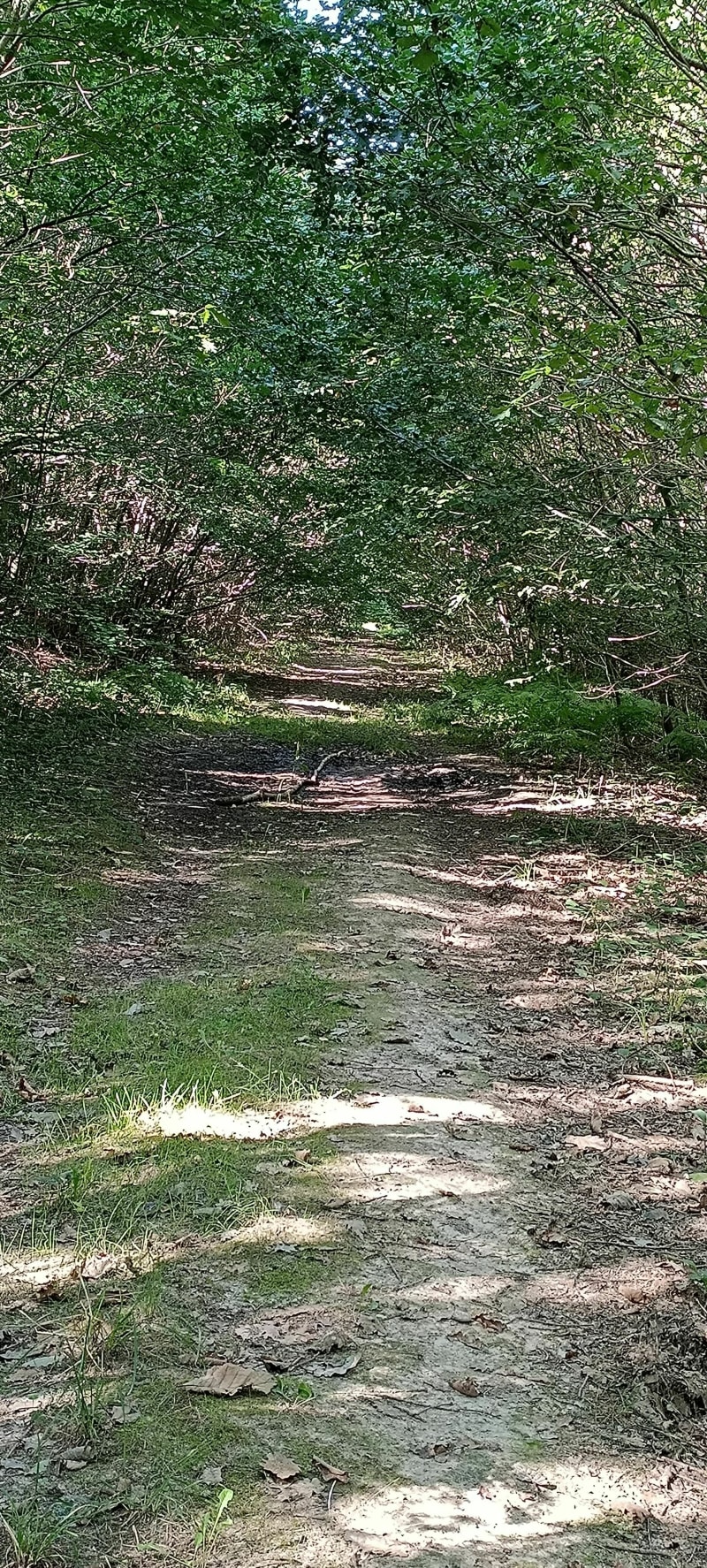 Randonnée en Forêt Domaniale de Montceaux. - Trilport