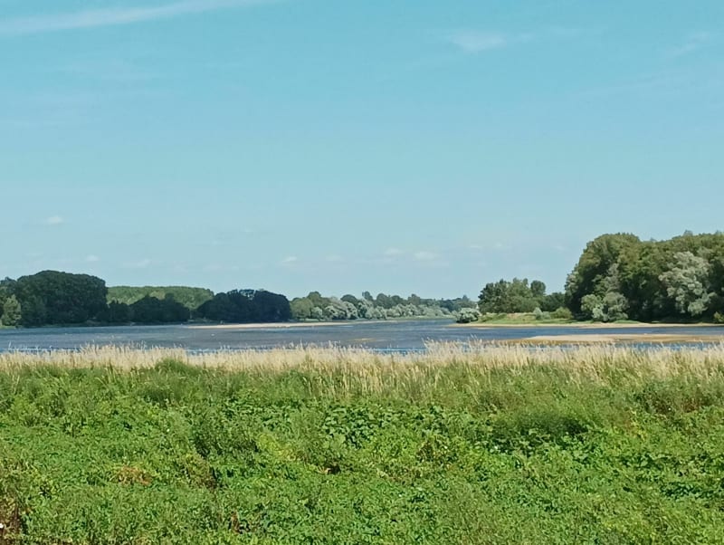 Campagne le long de la Loire et la Maine par les Vignes et Bouchemaine - Bouchemaine