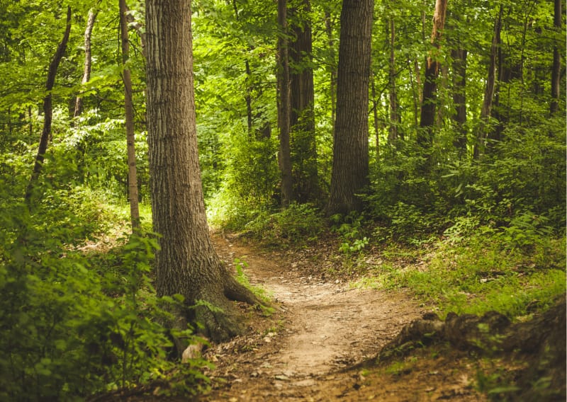 Balade au Bois de Grâce - Champs-sur-Marne