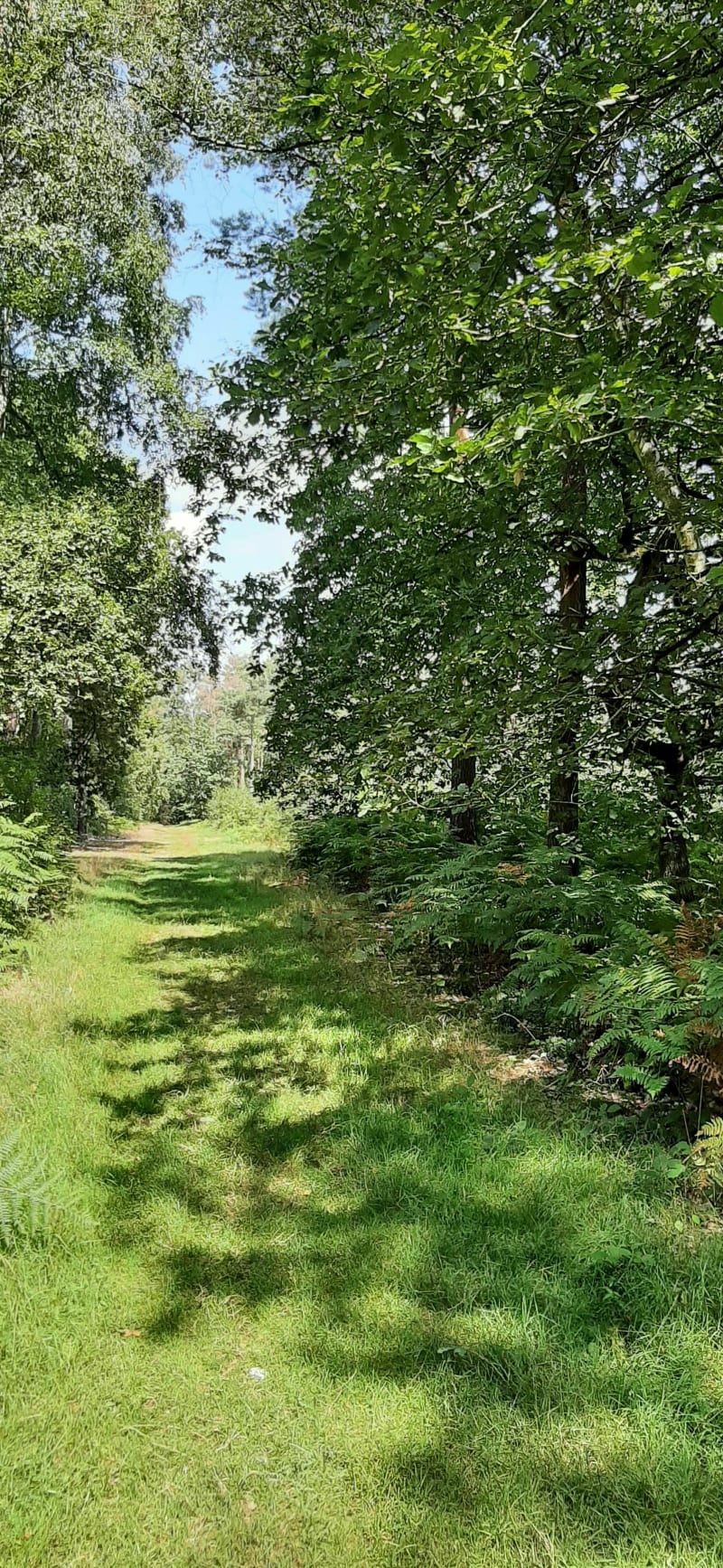 Balade à vélo toujours dans la forêt de la Londe Rouvray - Saint-Étienne-du-Rouvray