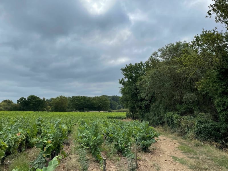 Boucle dans le vignoble Nantais - Rezé
