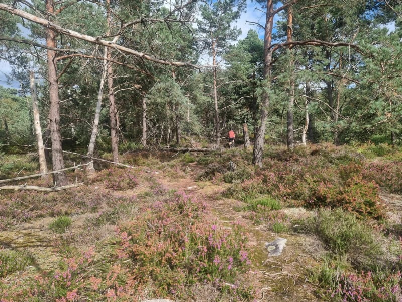 VTT dans la plaine de Chanfroy - Arbonne-la-Forêt