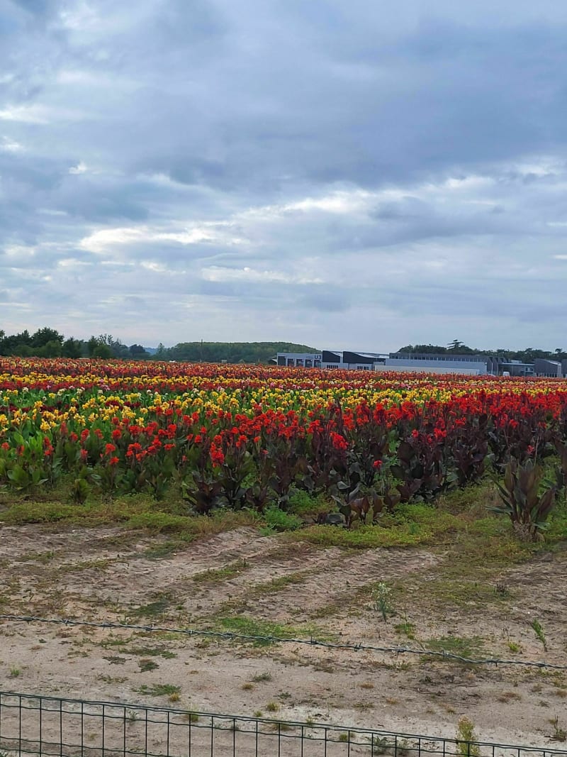 Au bord de l'Authion - Sainte-Gemmes-sur-Loire