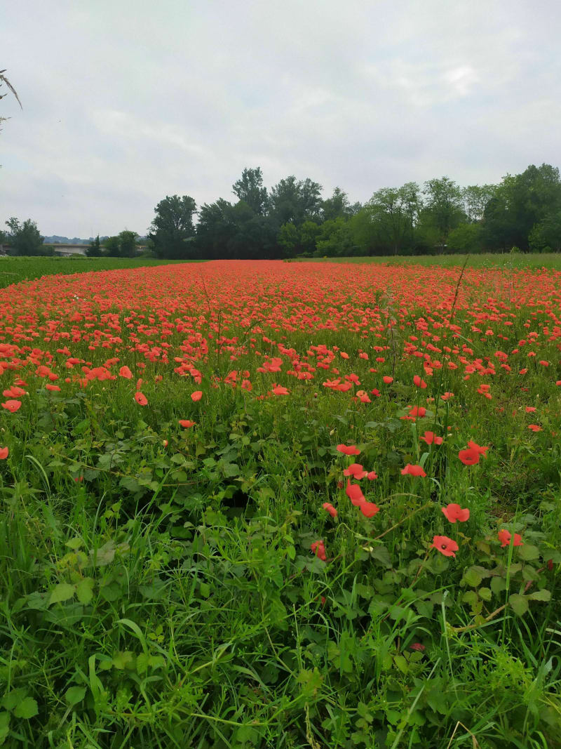 Balade Podensac entre Garonne et vigne - Podensac