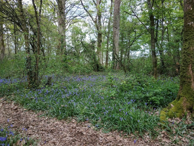 Découverte du bois de Champagne - Pacé