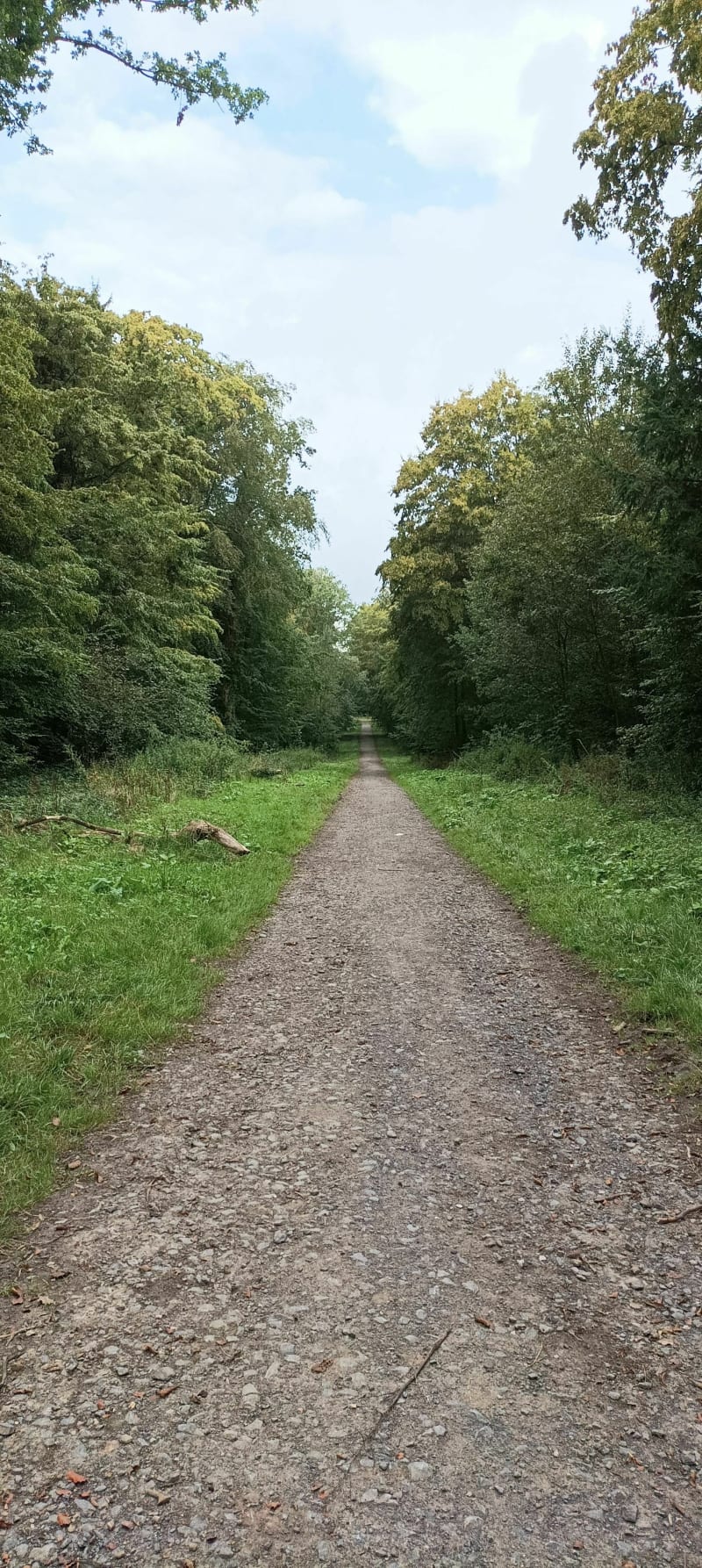 Forêt d'Olhain - Maisnil-lès-Ruitz