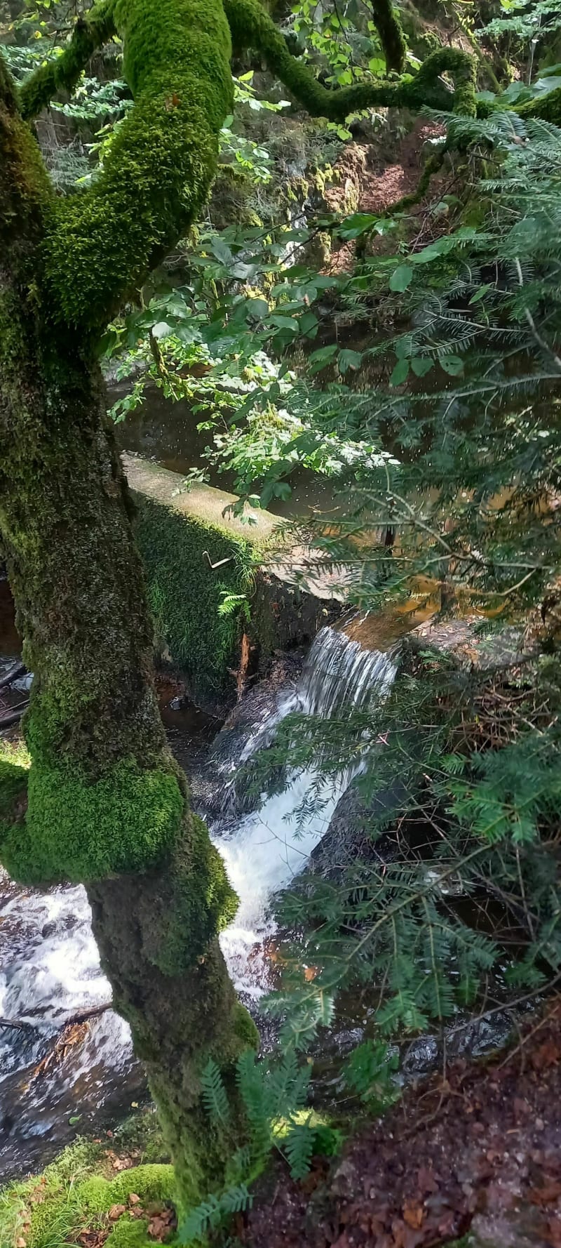 Petite balade entre les Lacs de Retournemer et Longemer - Xonrupt-Longemer