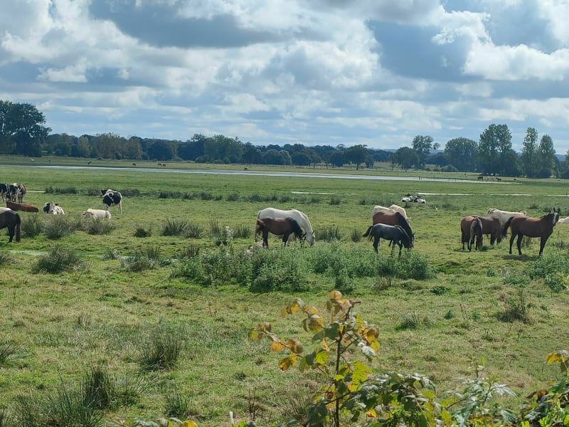 Le Marais de Sougeal - Sougeal