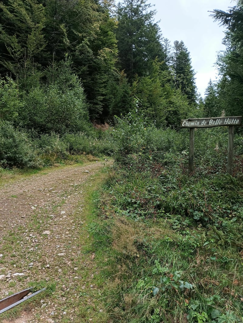 Petit trail entre Belle Hutte et le col de Feignes-sous-Vologne - La Bresse