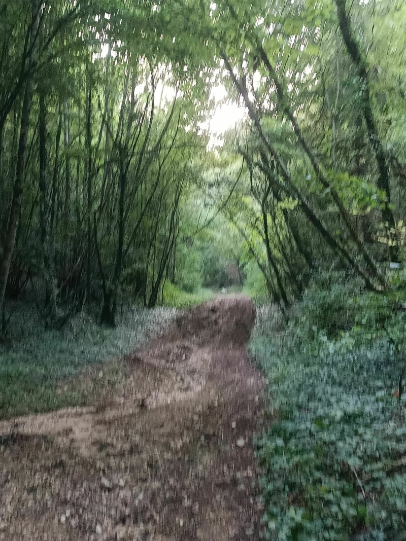 Balade dans les bois de Condes par Reclancourt - Condes