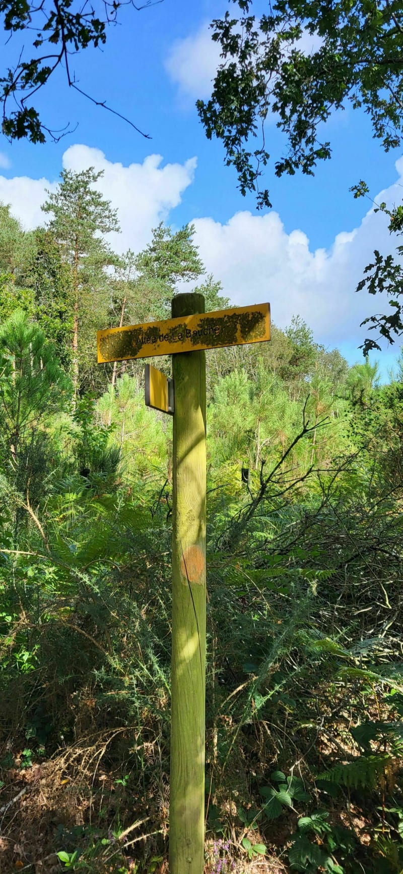 Promenade autour des forêts de Molac - Molac