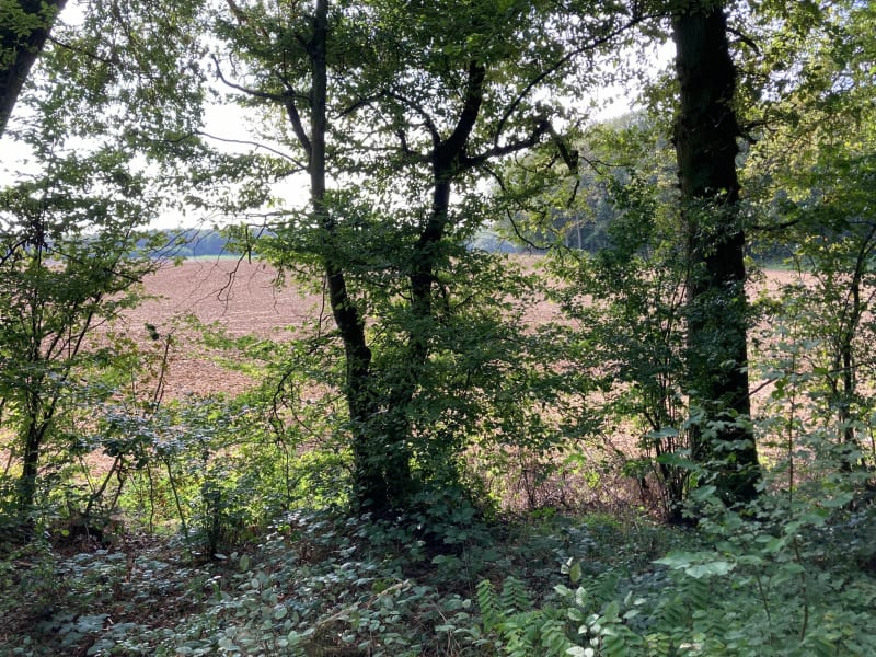 Boucle champêtre et forestière à Courcelles-sur-Nied - Courcelles-sur-Nied