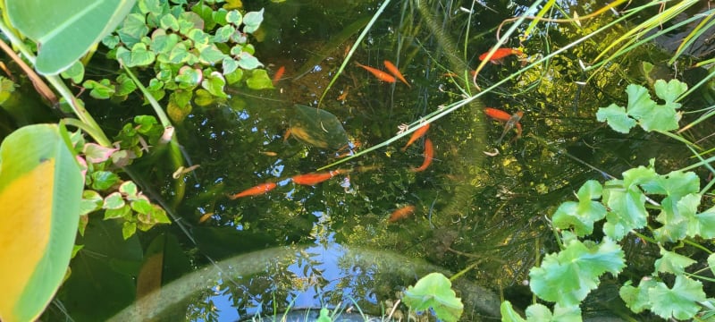 Au fil de l'eau à Bischoffsheim - Bischoffsheim