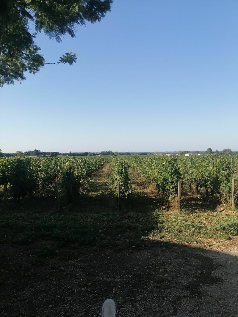 Petite tour autour des vignobles de Pomerol et St-Émilion - Pomerol