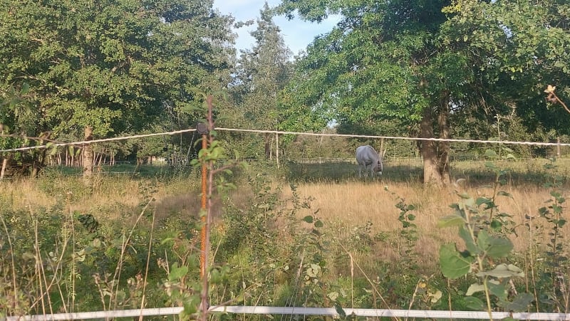 Balade au calme à La Ferté et rencontre avec des chevaux - La Ferté-Saint-Aubin