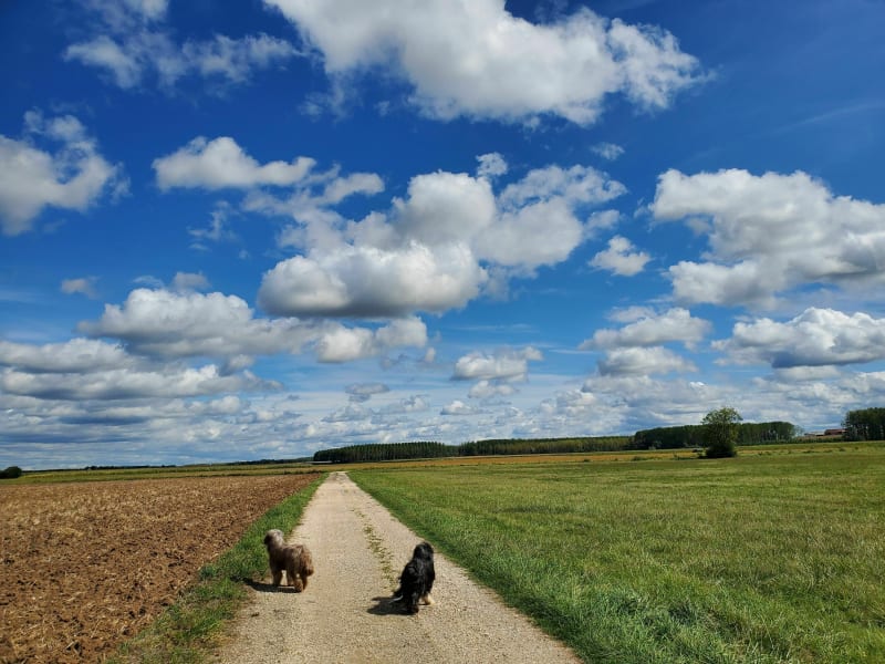 Chemin de la plaine et bords de Saône depuis Auxonne - Auxonne