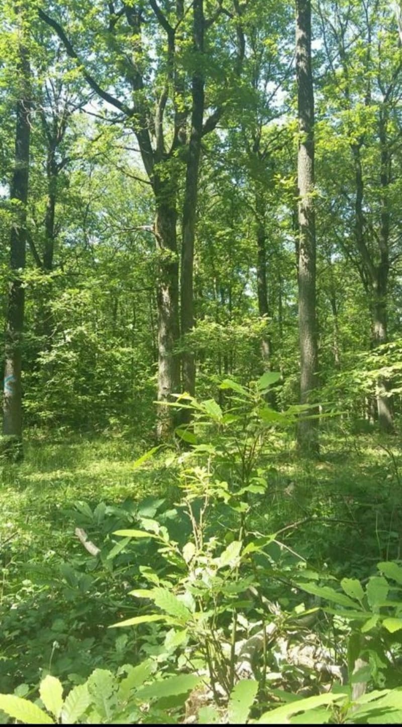 Footing long en forêt de Bois D'Arcy - Fontenay-le-Fleury