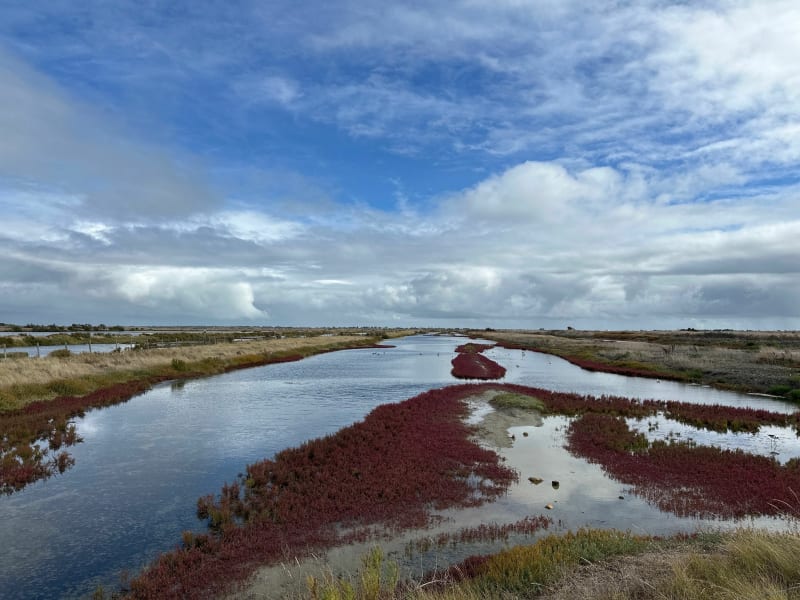 Entre Saint-Clément-des-Baleines et la Patache à vélo - Saint-Clément-des-Baleines
