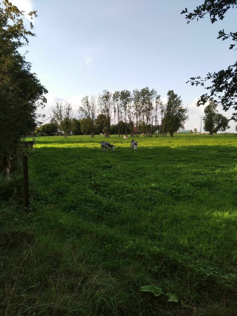 Chemin de campagne autour de Bachy et Rumes par Bois des Prêtres - Bachy