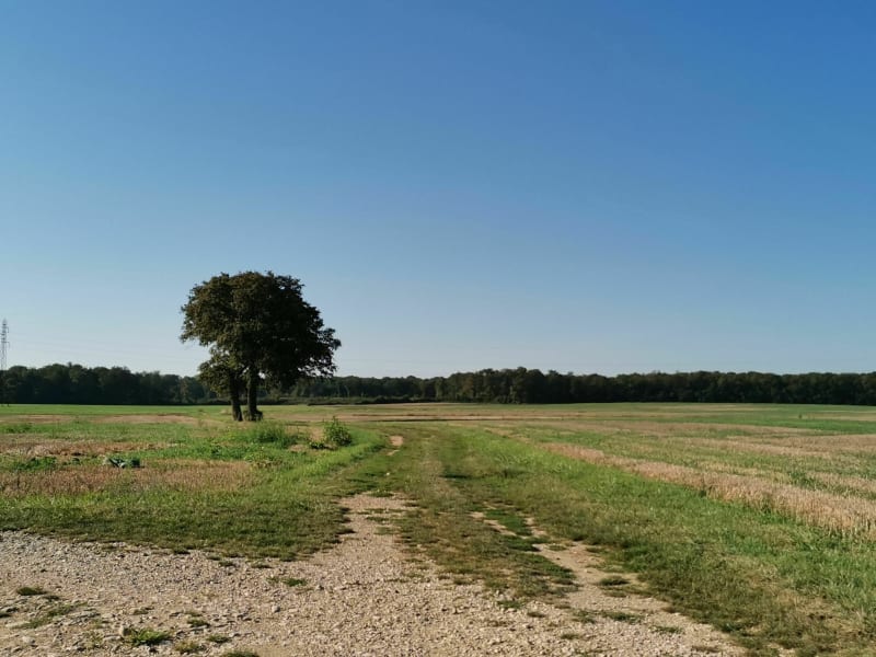 Étangs de Champforgeuil et Domaniale - Champforgeuil