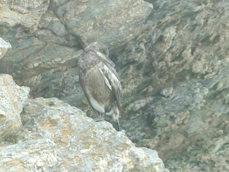 Belle balade de bord de mer à la Pointe de Meinga - Saint-Coulomb
