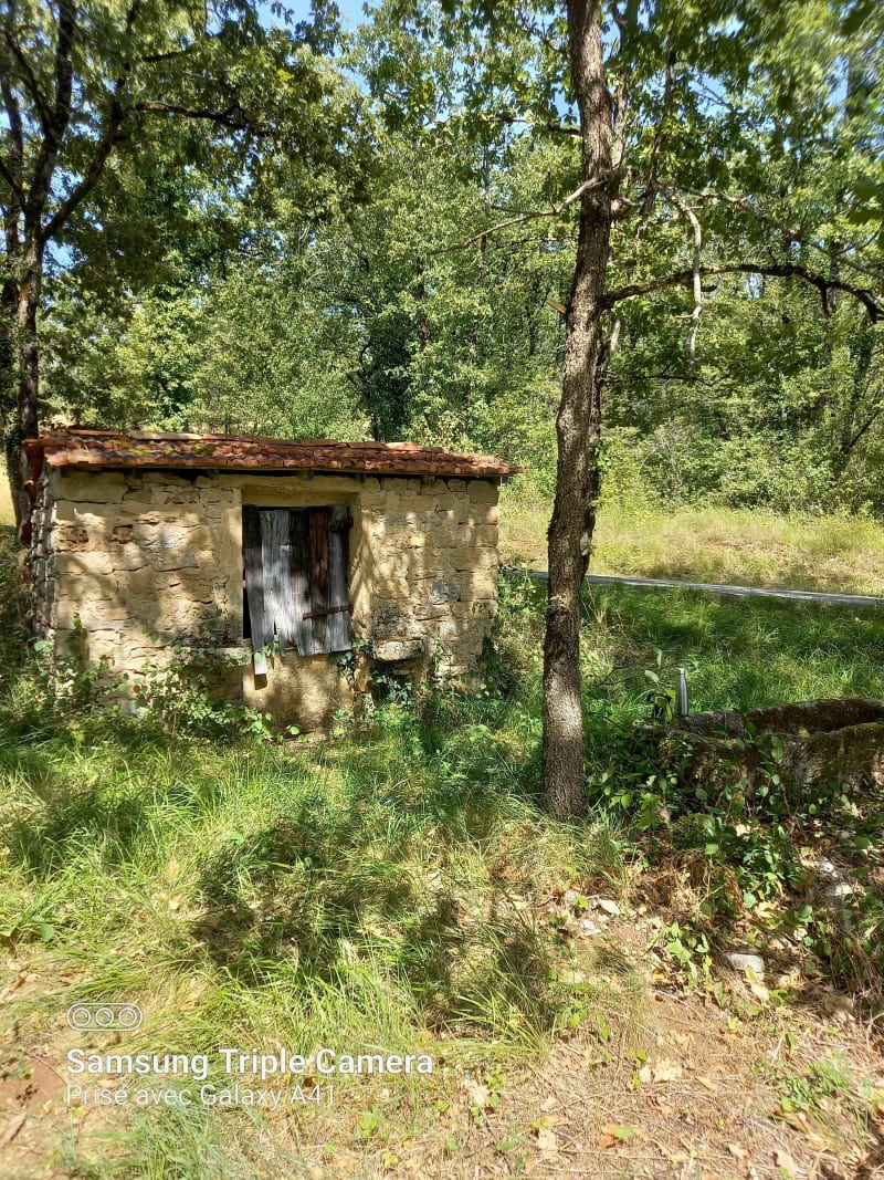 Sous-bois du causse à La Rouquette - La Rouquette