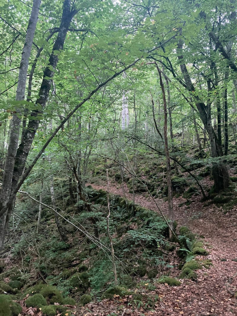 Saint-Pierre-le-Chastel, balade en Cheire de Tournebise - Saint-Pierre-le-Chastel