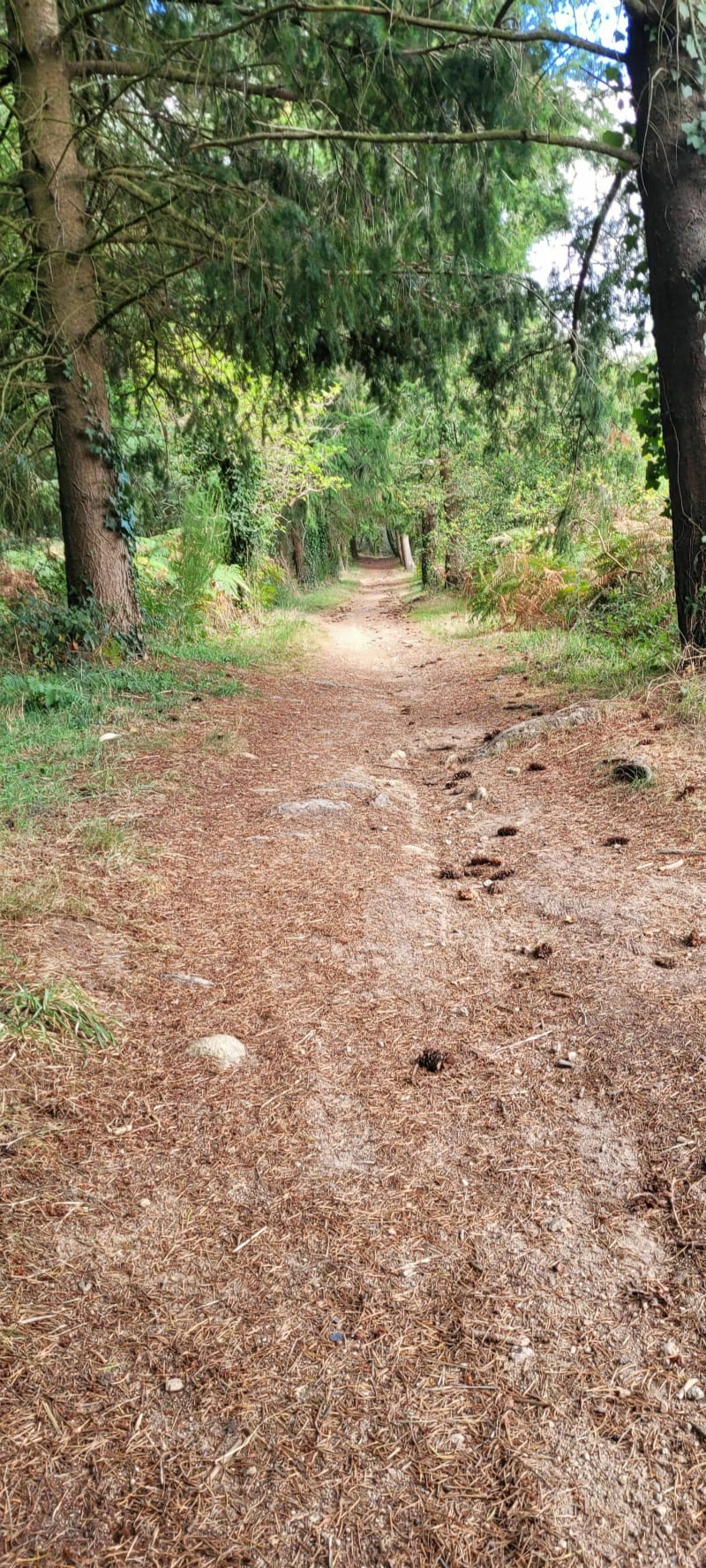 Une belle partie du sentier du belvédère, par la Mainguais - Savenay