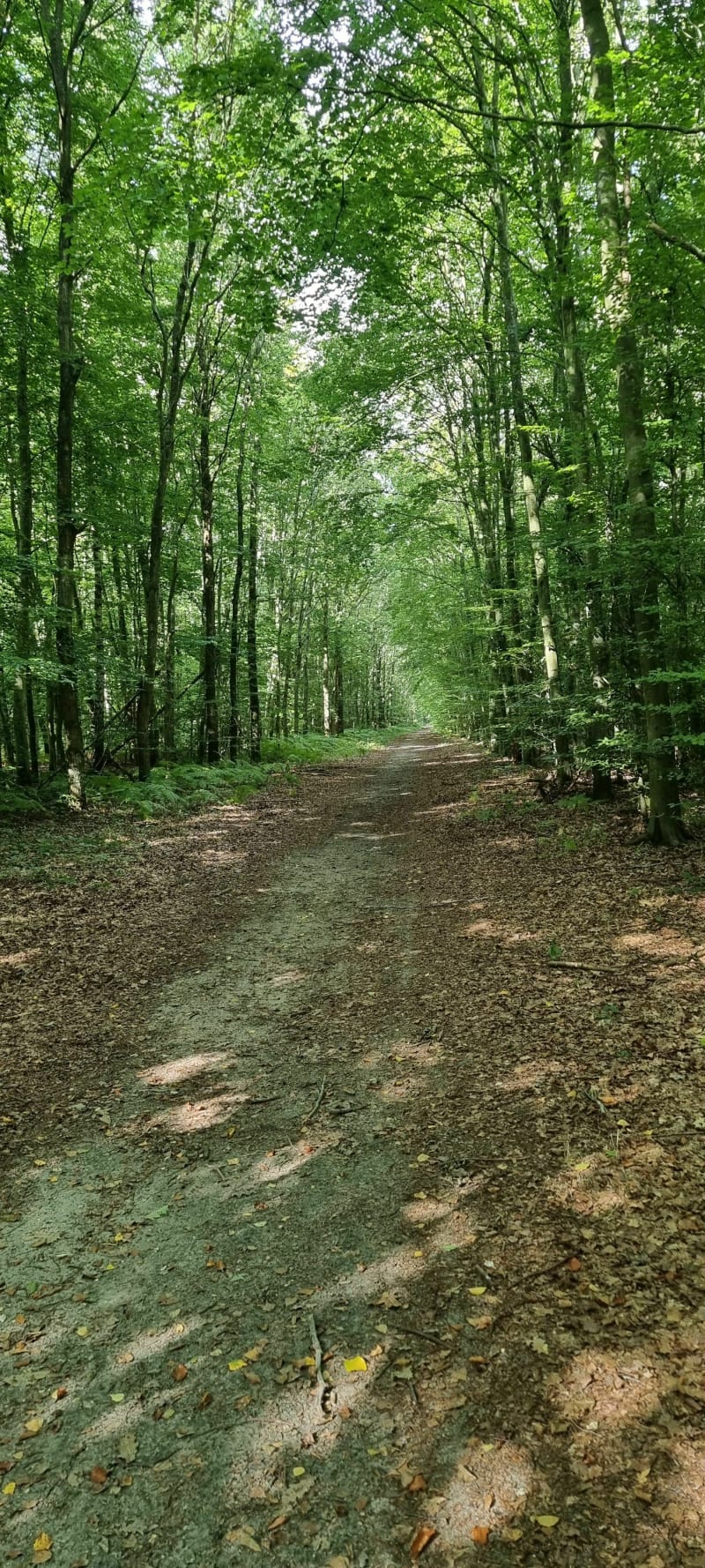 VTT dans la Forêt de Petit-Couronne depuis la Voûte - Petit-Couronne