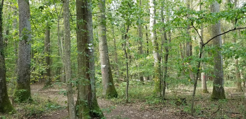 Boucle dans la forêt sur les hauteurs de Gresswiller - Gresswiller