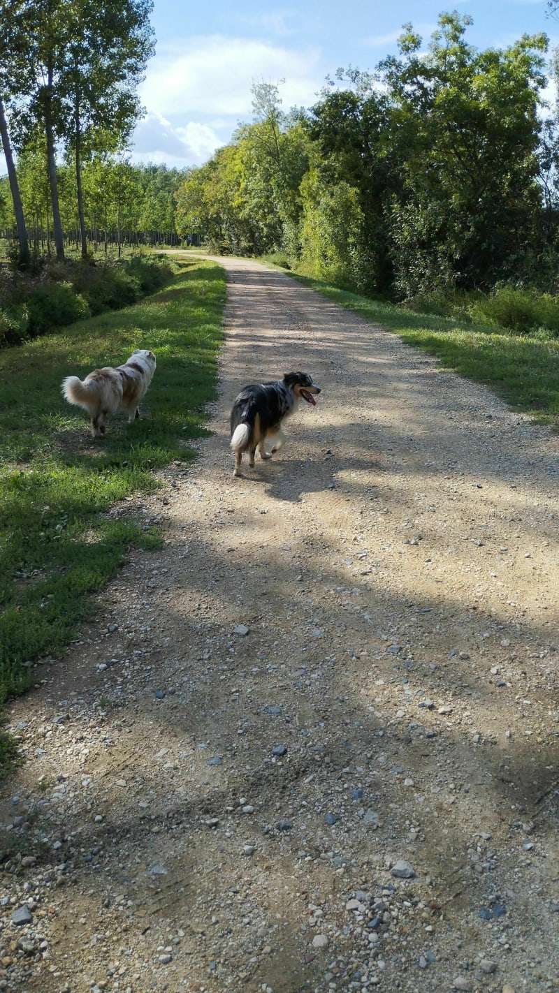 Balade canine au Bois Perraud et rives de Saône - Garnerans