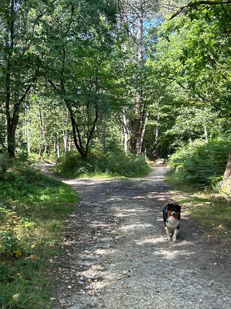 Balade en forêt de Vierzon - Vierzon