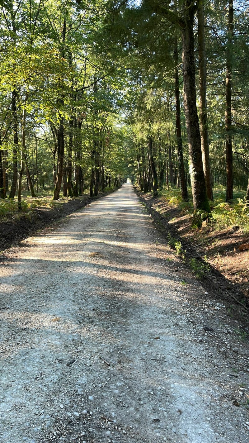 Petit tour dans la forêt de Larçay - Larçay