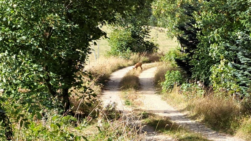 Marche autour de Lalligier - Mazan-l'Abbaye